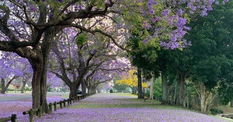  Plant 'thermometer' triggers springtime growth by