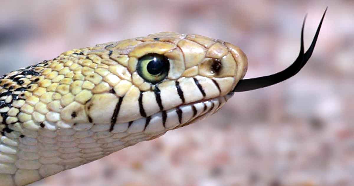 2023-0102-toefl-ibt-tpo069-p1-Why-Snakes-Have-Forked-Tongues