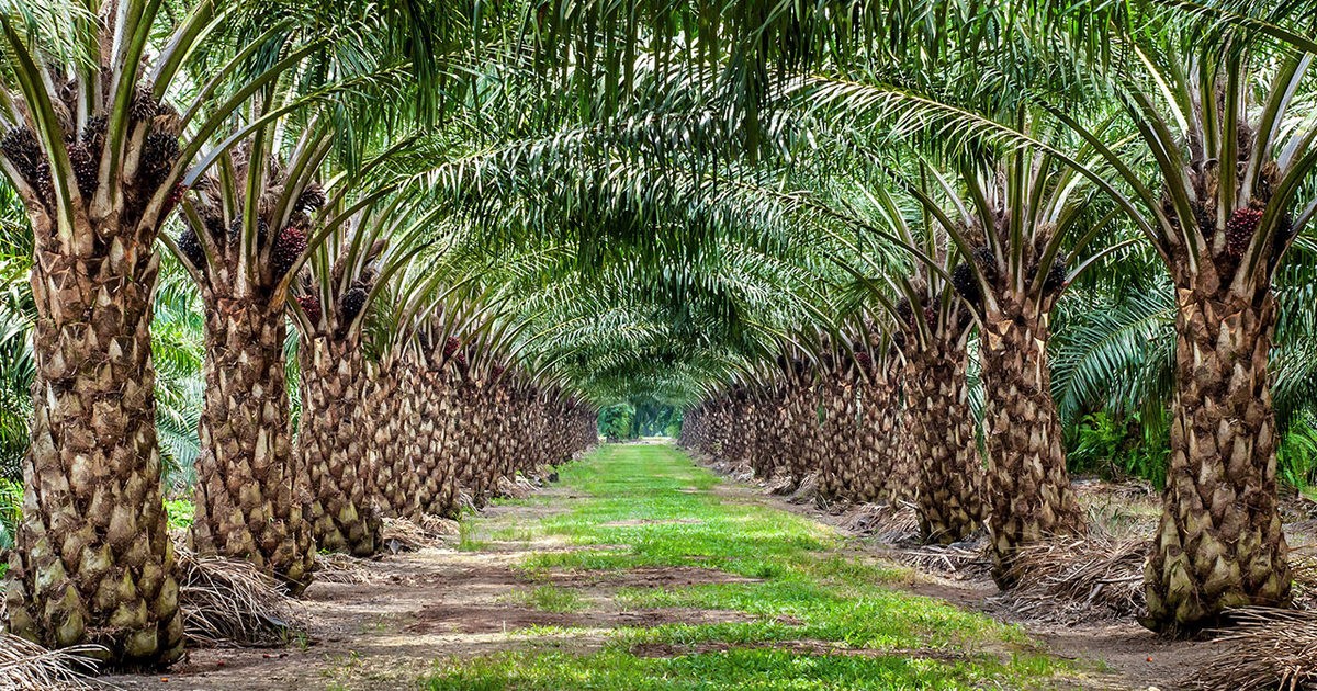 2023-0501-toefl-ibt-integrated-writing-tpo070-The-Farming-of-Oil-Palm