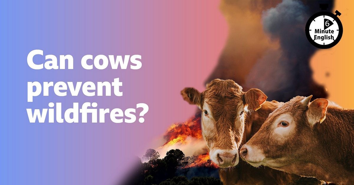 2025-0501-6min-Can-cows-prevent-wildfires