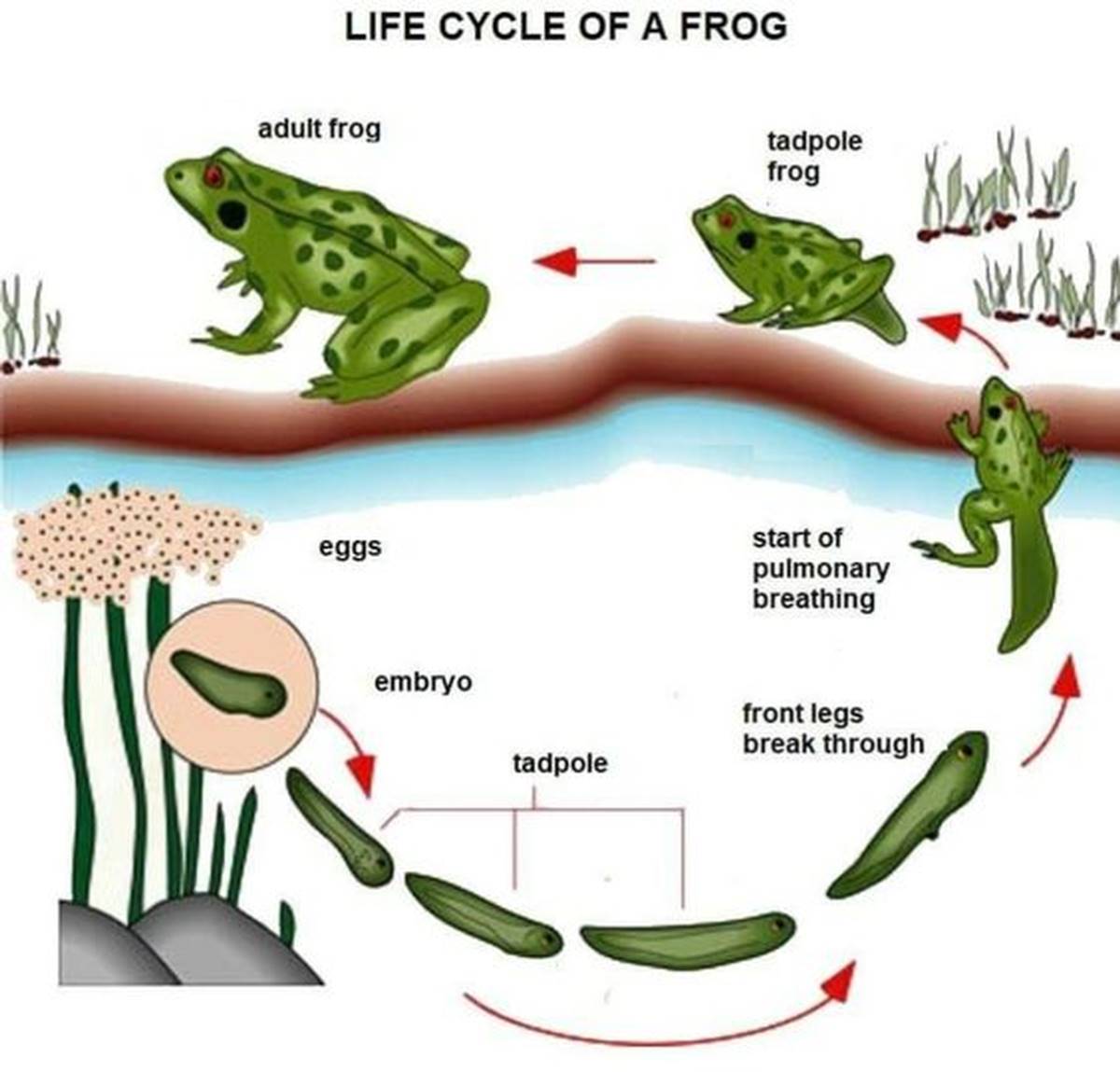 process frog life cycle